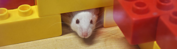 Foto: eine weiße Maus schaut mit dem Kopf aus einer Lücke in einem Labyrinth aus Plastikbausteinen heraus.