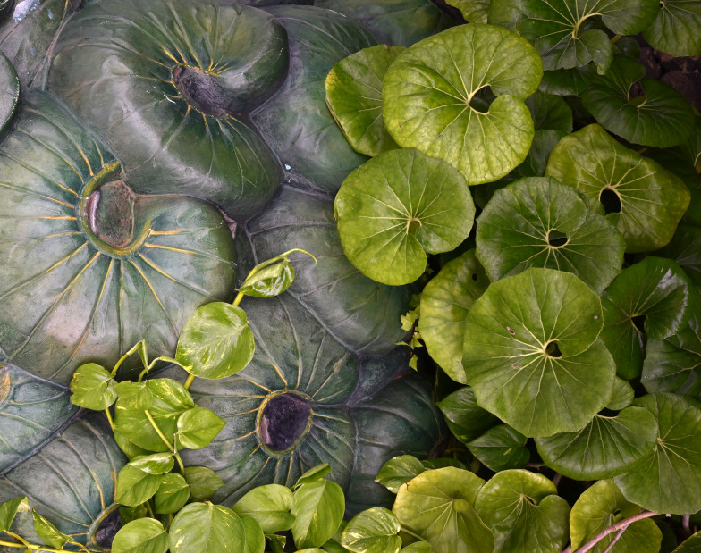 Foto: dichte Fläche aus grünen Blättern