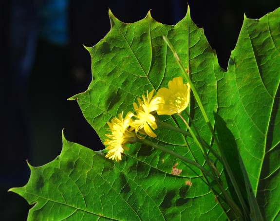 Foto: Grünes Ahornblatt und gelbe Blüten