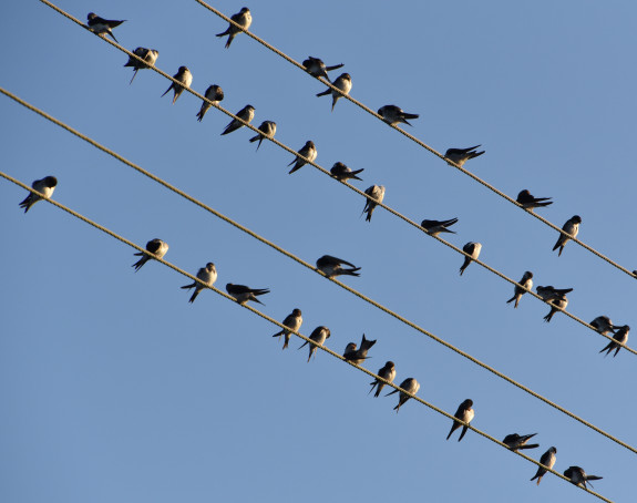 Foto eines Vogelschwarms auf Stromleitungen