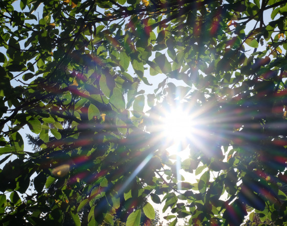 Foto: grelles Sonnenlicht scheint durch ein Blätterdach
