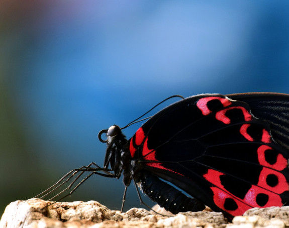 Foto: ein schwarz-roter Schmetterling vor blauen Hintergrund in Nahaufnahme
