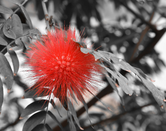Foto: eine rote aparte und filigran aussehende Blüte vor grauem Hintergrund