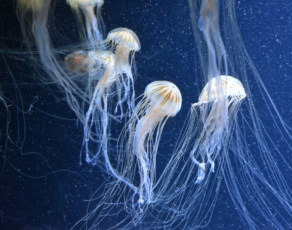 Foto: Quallen in einem Aquarium
