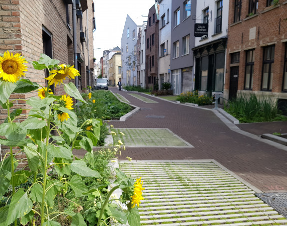 Straße in Antwerpen mit Sonnenblumen und Grünflächen