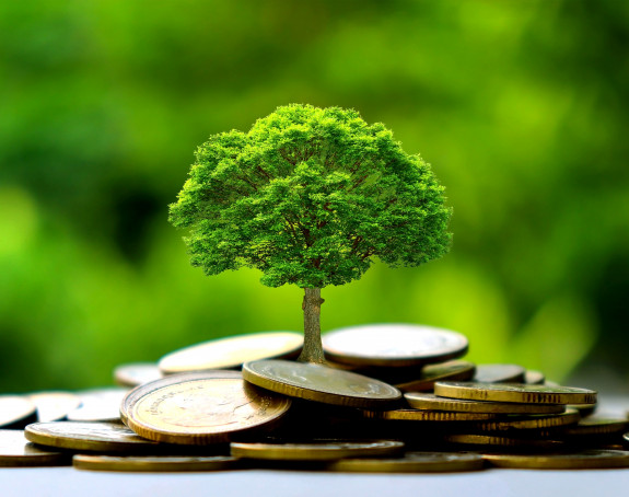 Foto: Baum wächst auf Münzgeld, vor grünem Hintergrund 