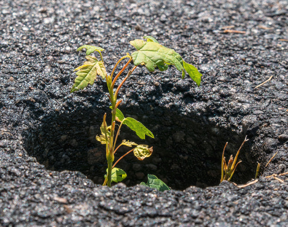 Pflanze wächst aus Asphaltloch
