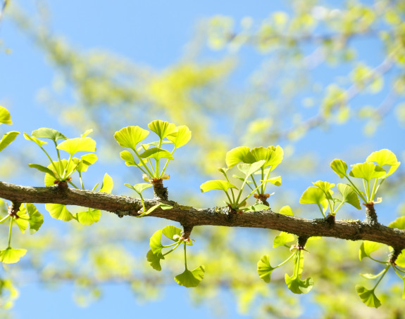 Fotos der ersten Blätter am Zweig eines Ginkobaumes im Frühjahr