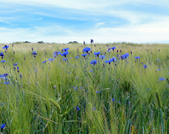 Foto eines Weizenfelds mit Kornblumen