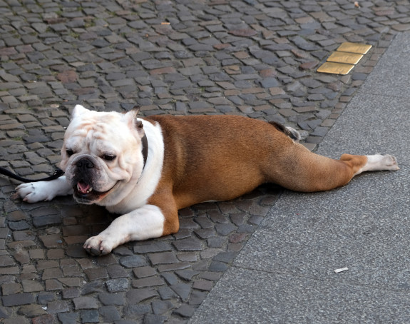 Foto eines von Hitze erschöpften Hundes auf Straßenpflaster