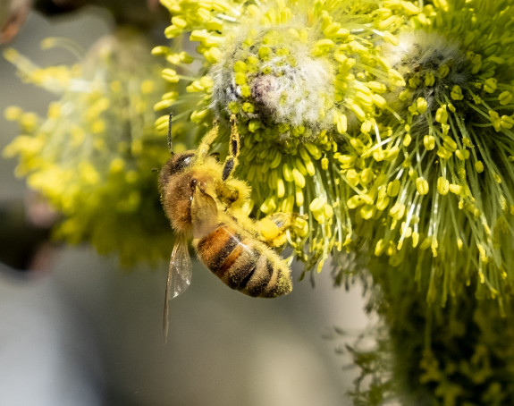 Foto einer Honigbiene an einem blühenden Strauch